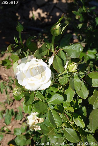 Image of white rose