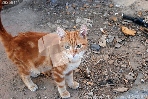 Image of redhead cat