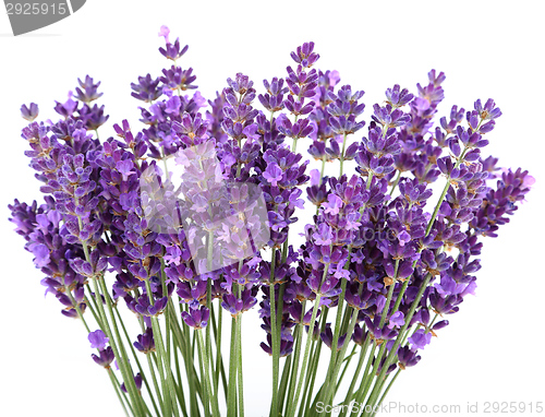 Image of Lavender