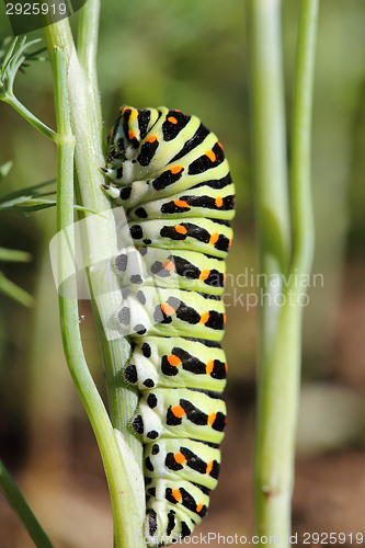 Image of Caterpillar Papilio machaon