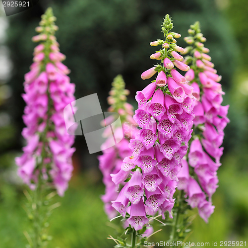 Image of Foxglove flowers