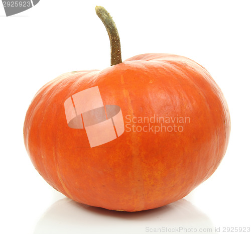 Image of Pumpkin