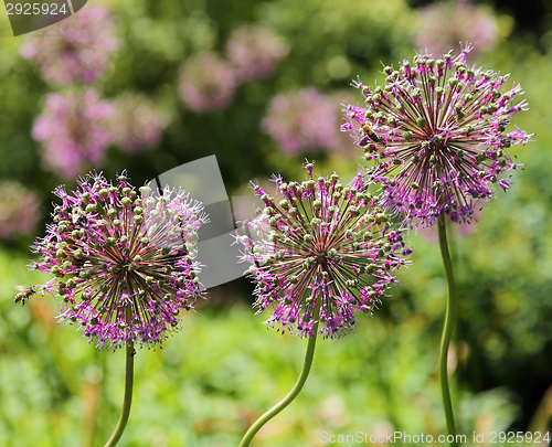 Image of Alium Giganteum