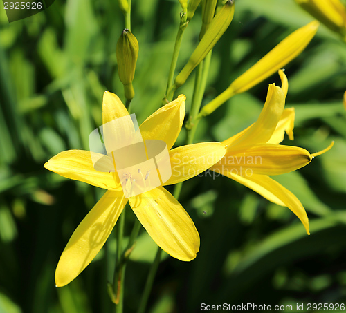 Image of Day lily 