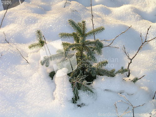 Image of Spruce bush