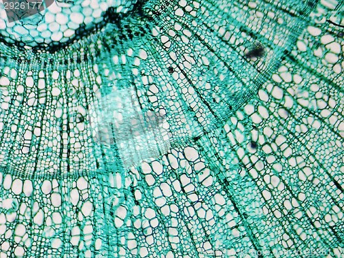 Image of Pine Wood micrograph