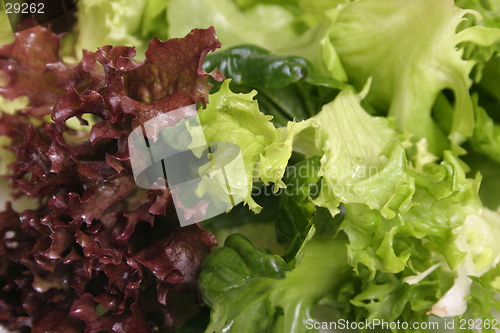 Image of Lettuce close up