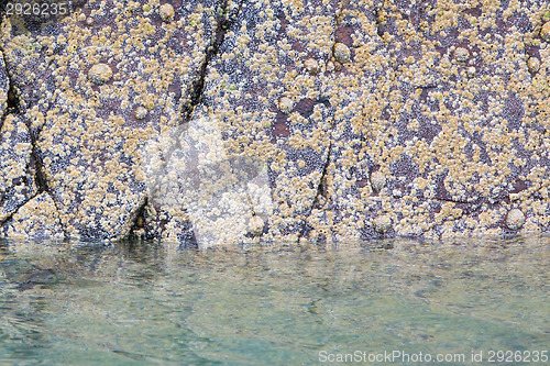 Image of Waterline in an Scottish loch