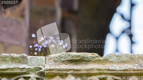 Image of Small flowers growing along the old brick wall