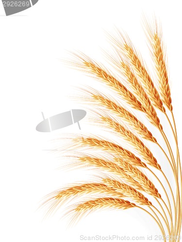 Image of Wheat ears isolated on the white background