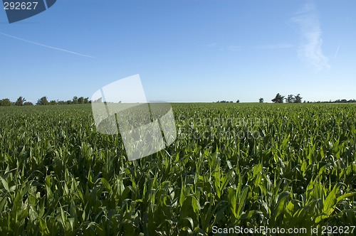 Image of Corn field