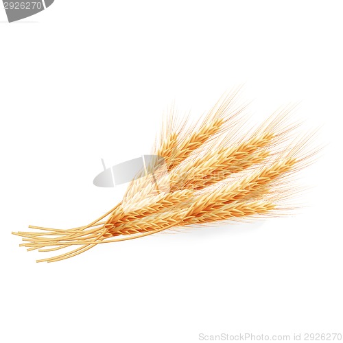 Image of Wheat ears isolated on white background. EPS 10