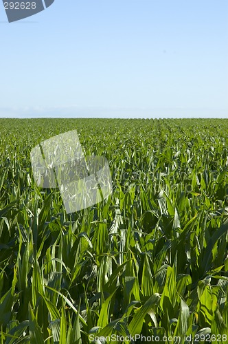 Image of Corn field