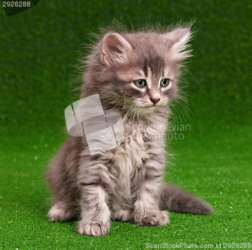 Image of Cute gray kitten