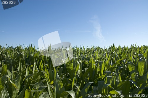 Image of Corn field