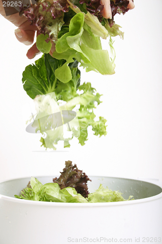 Image of Tossed lettuce