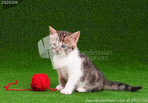 Image of Cute kitten