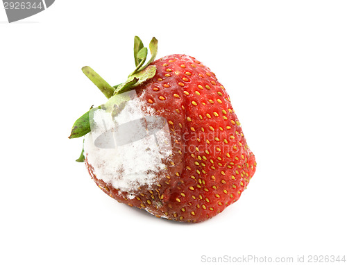 Image of Red strawberry with a patch of mold