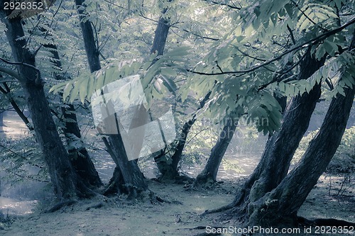 Image of  Japanese garden