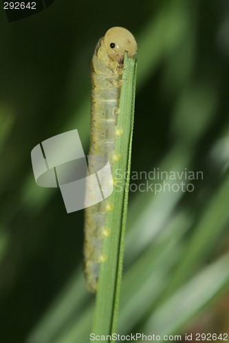 Image of caterpillar