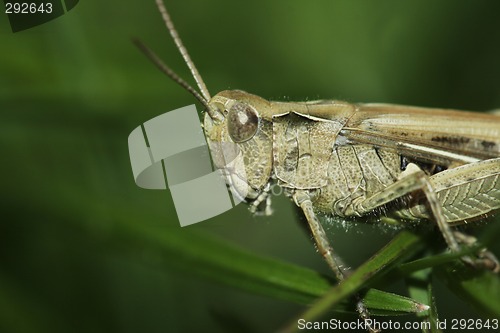 Image of brown grasshopper