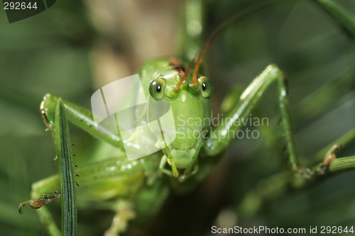 Image of grasshopper looking