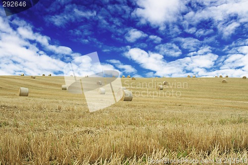 Image of cornfield