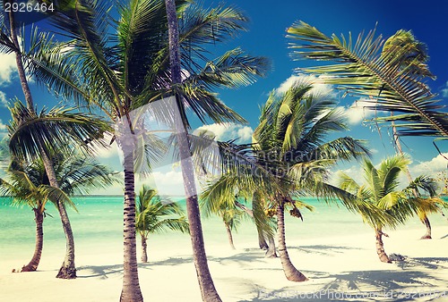 Image of tropical beach with palm trees