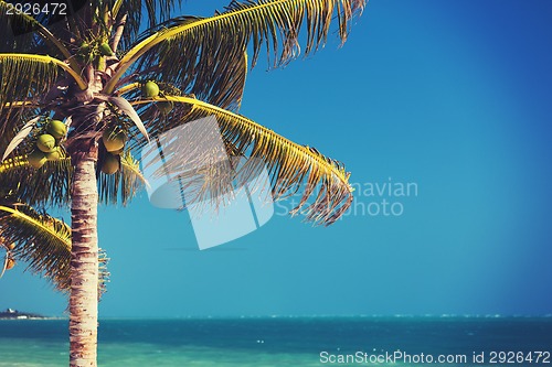 Image of palm tree over blue sky with white clouds