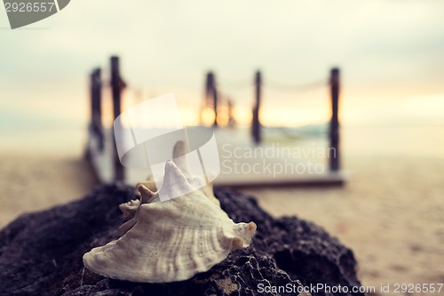 Image of close up of seashell on tropical beach