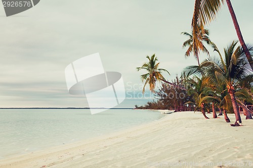 Image of tropical beach with palm trees