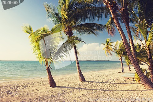 Image of tropical beach with palm trees