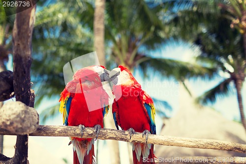 Image of couple of red parrots sitting on perch