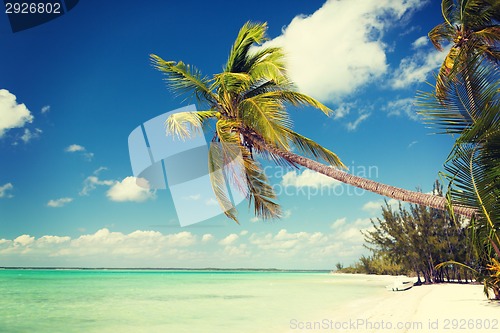 Image of tropical beach with palm trees