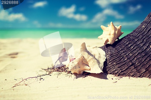 Image of close up of seashell on tropical beach