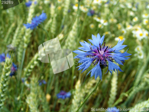 Image of cornflower