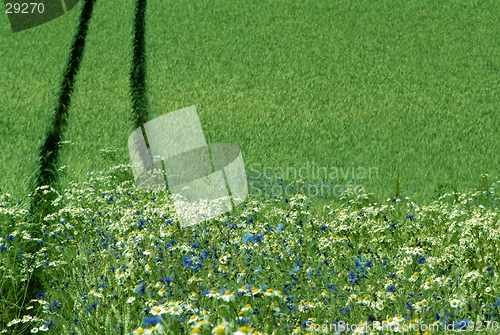 Image of edge of a crop field