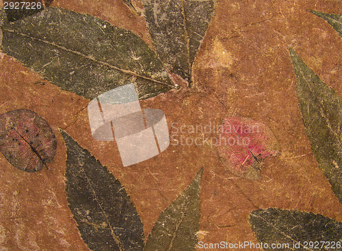 Image of Aged handmade brown paper texture with leaves herbarium