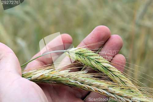 Image of hand with ripe wheat