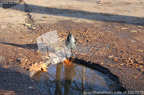 Image of black jackdaw on the ground