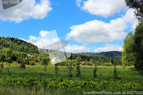 Image of sheafs of hay standing in Carpathian mountains