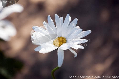 Image of camomile