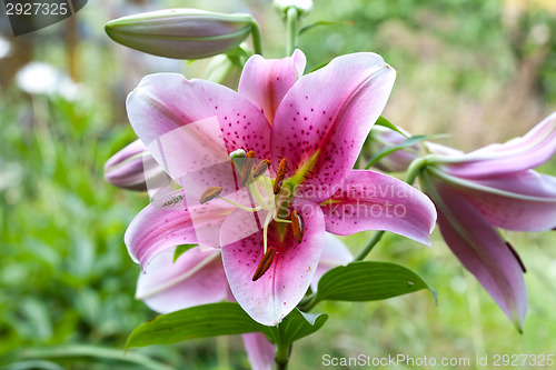 Image of big beautiful lily