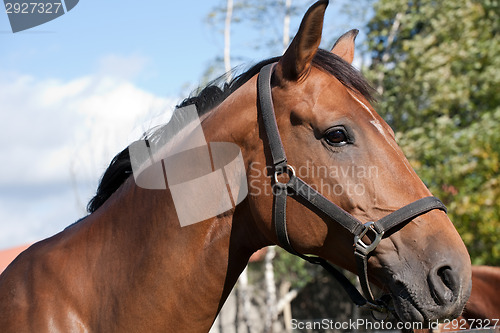 Image of bay horse profile portrait