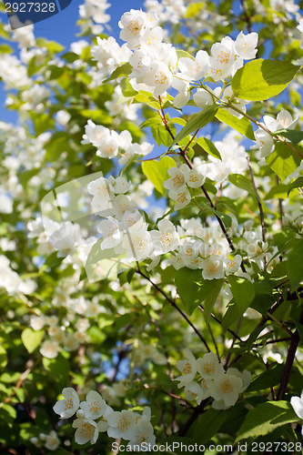 Image of jasmin blossom tree