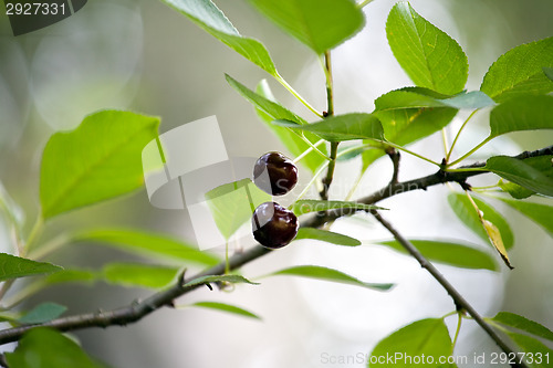Image of two red cherries on tree branch