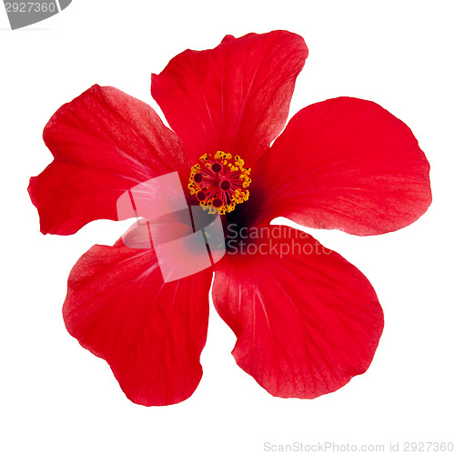 Image of Red hibiscus