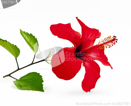 Image of Red hibiscus