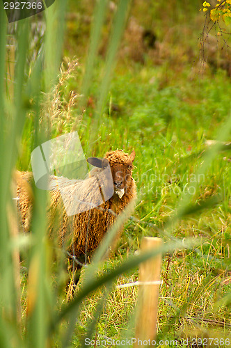Image of Sheep