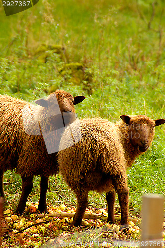 Image of Sheeps
